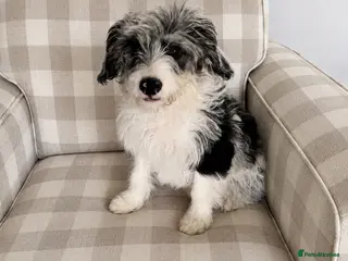Mixed Breed dogs REHOMING doodle dog - good home needed - Advert 3