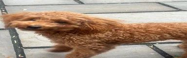 Cavapoo 2