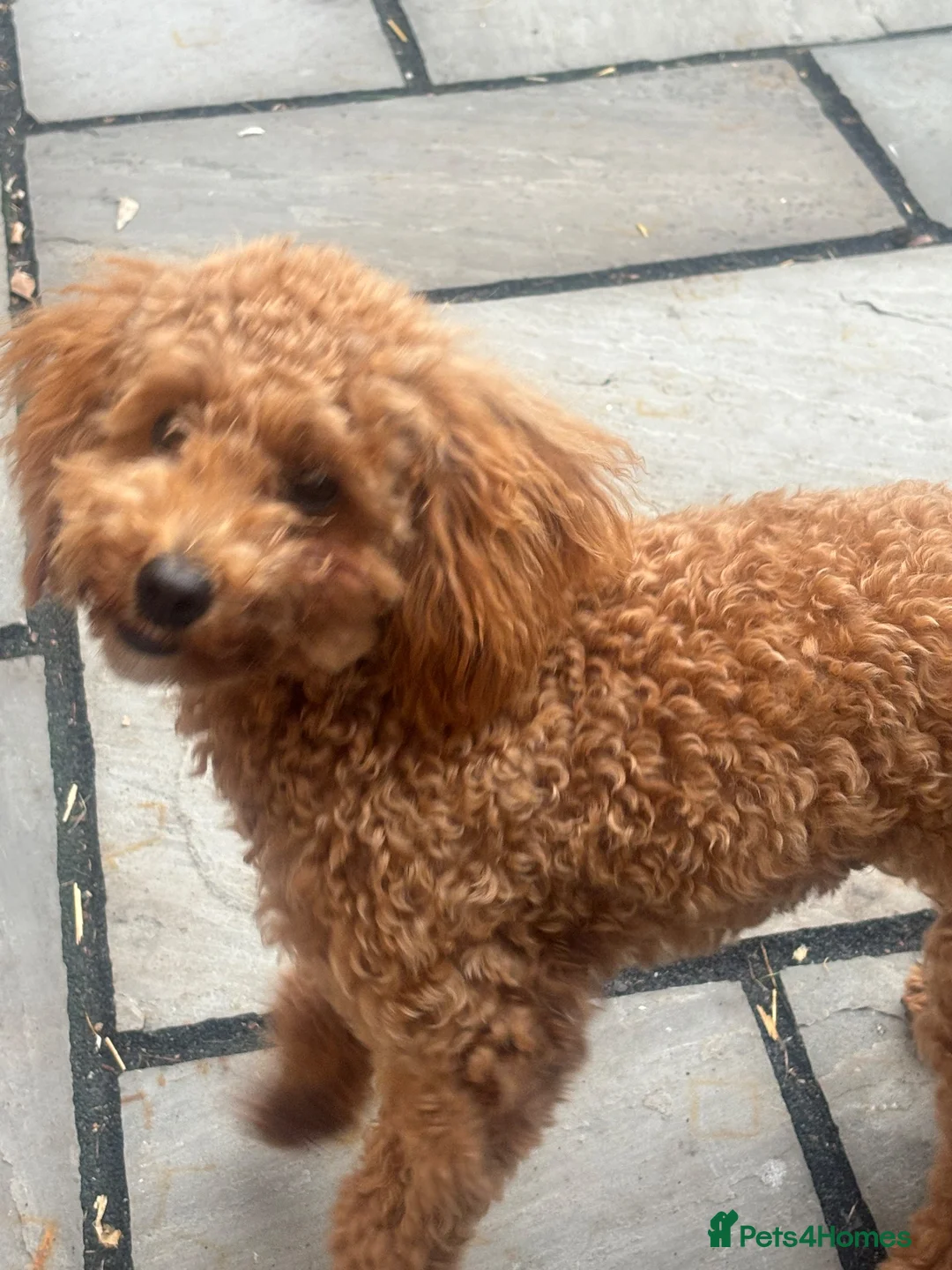 Cavapoo dogs for sale: Cavapoo  in Basildon - Advert 2