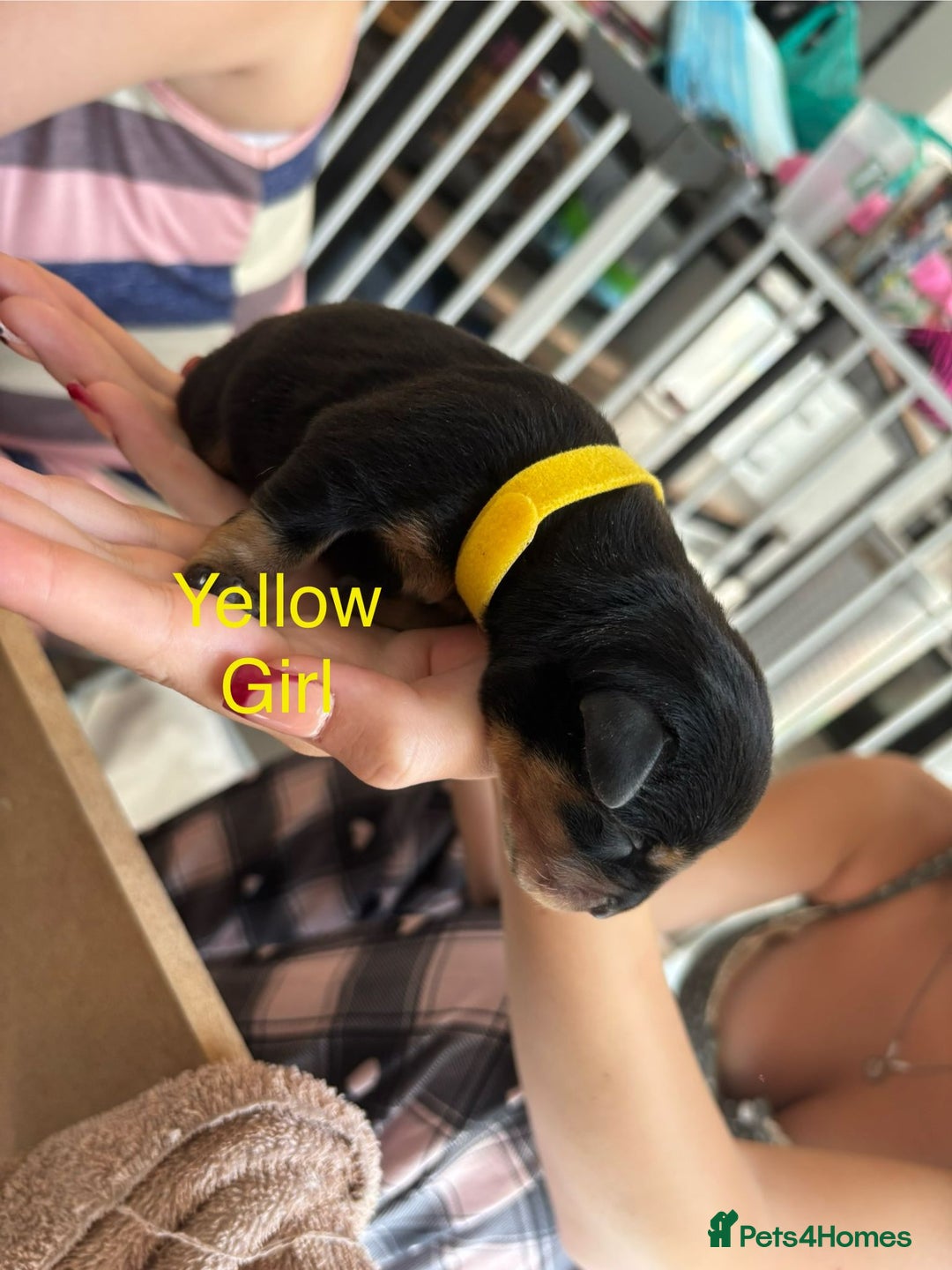 Rottweiler dogs for sale: Rottweiler puppies - Image 2