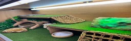Bearded Dragon reptiles for sale: Healthy Bearded Dragon + Full Vivarium Setup  in Livingston - Advert 2