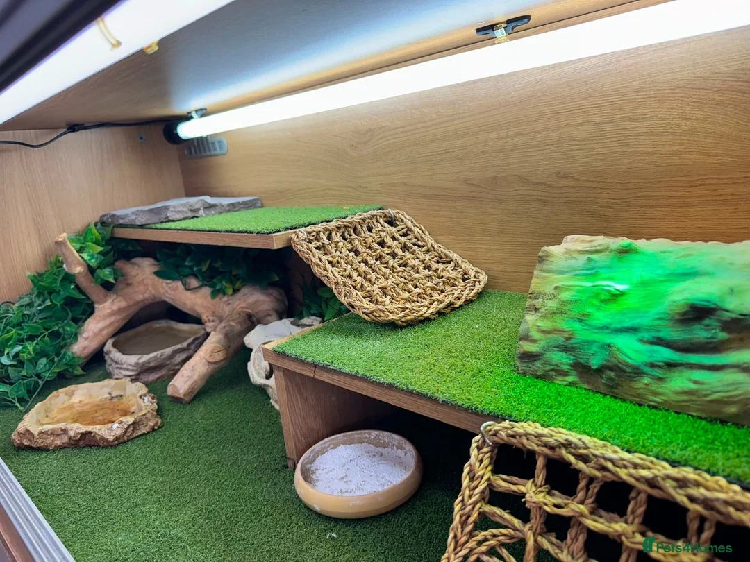 Bearded Dragon reptiles for sale: Healthy Bearded Dragon + Full Vivarium Setup  in Livingston - Advert 2