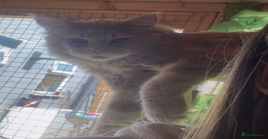 Maine Coon cats Beautiful huge boy  - Advert 4