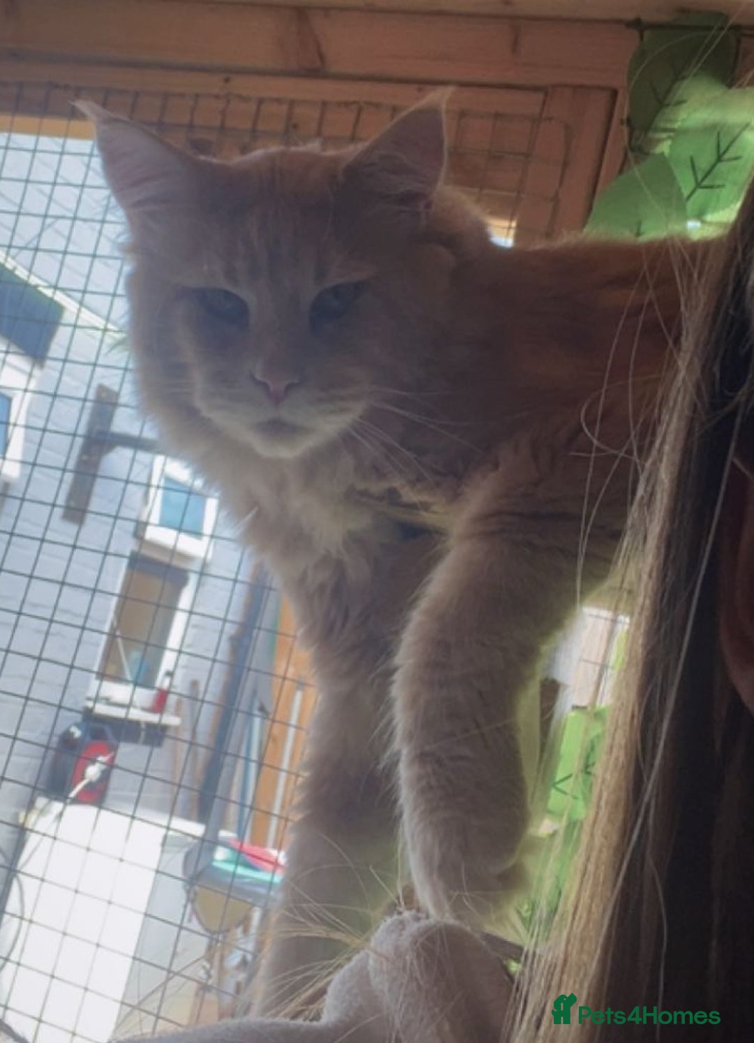 Maine Coon cats for sale: Beautiful huge boy  - Advert 2