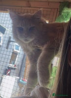 Maine Coon cats Beautiful huge boy - Advert 4
