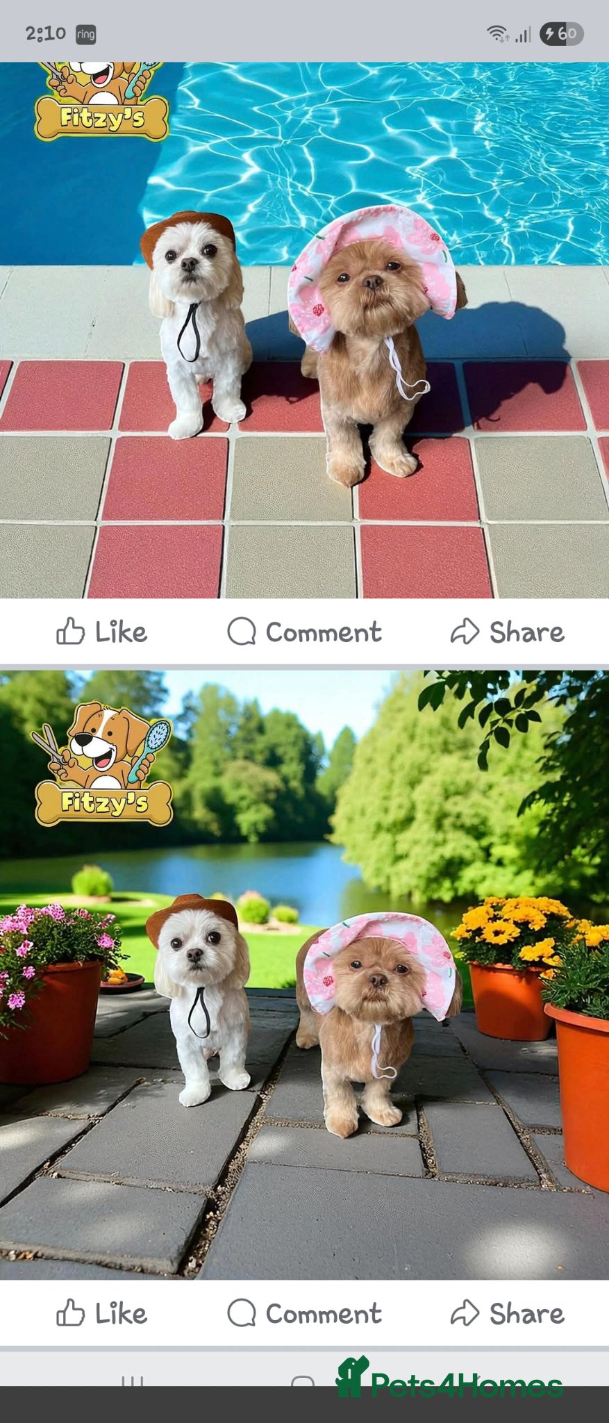 Malshi dogs Malshi  - Advert 10