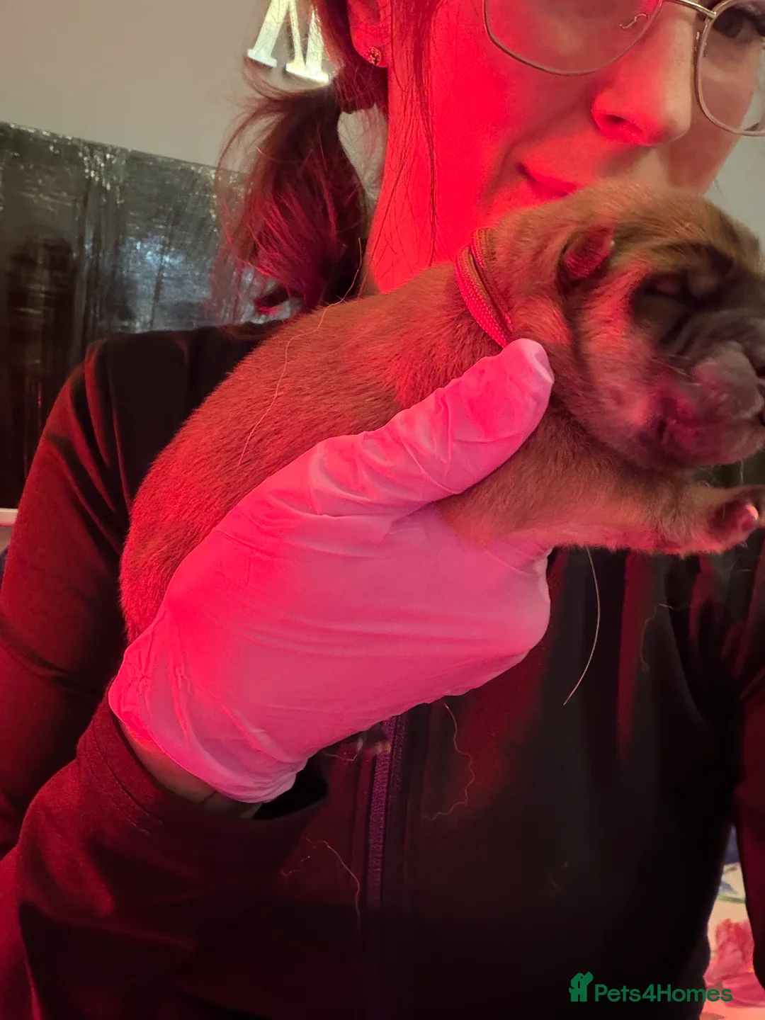 Chow Chow dogs for sale: KC Registered Chow Chow Puppies ❤️ - Advert 3