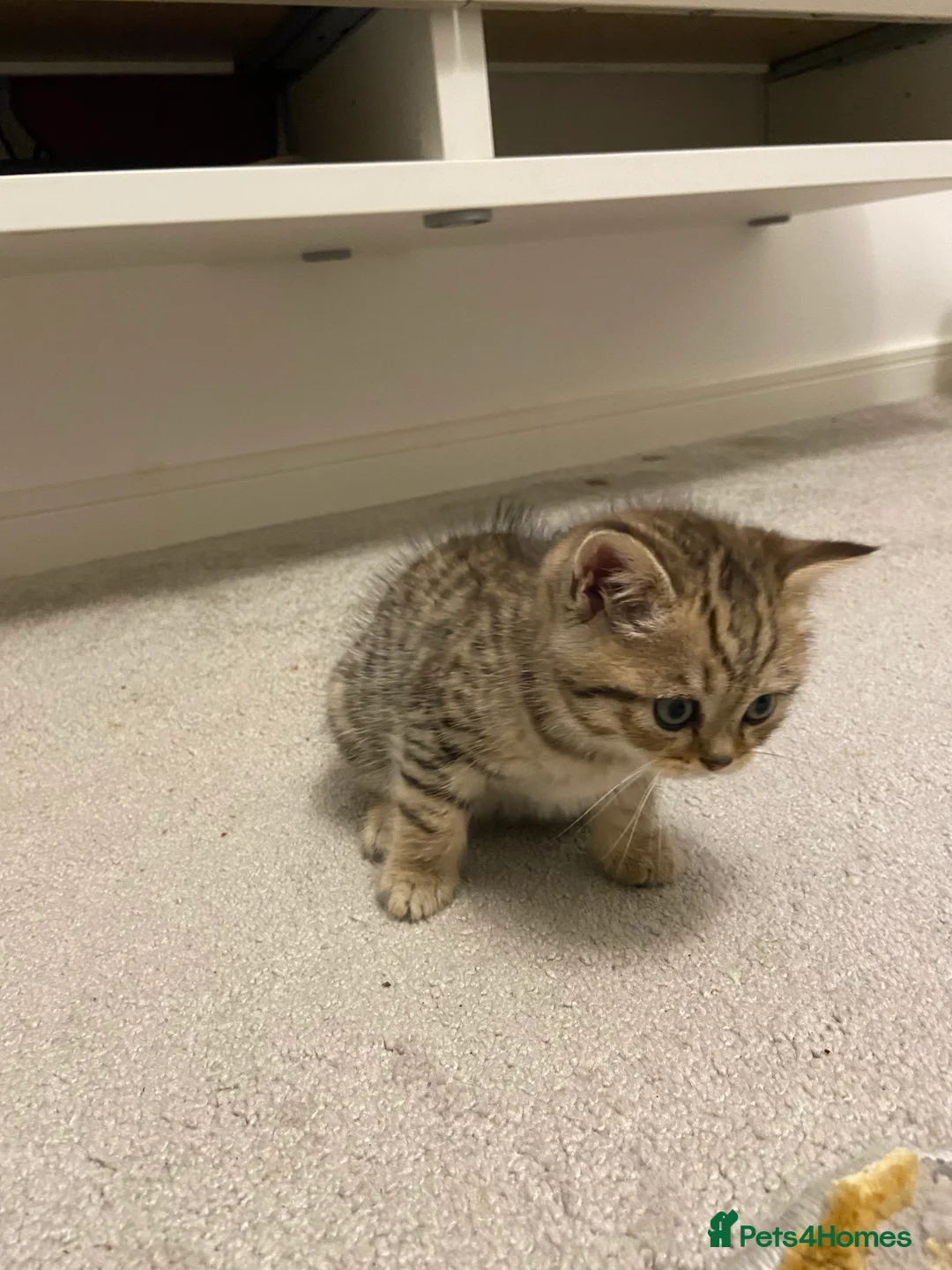 British Shorthair cats for sale: British shorthairs kittens  - Advert 17