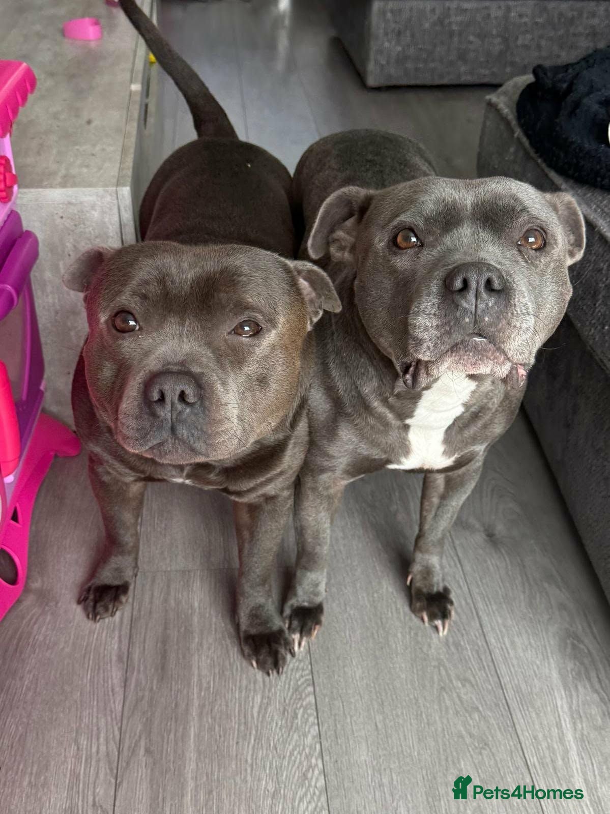 Staffordshire Bull Terrier dogs Blue Stafford bull terriers  - Advert 1