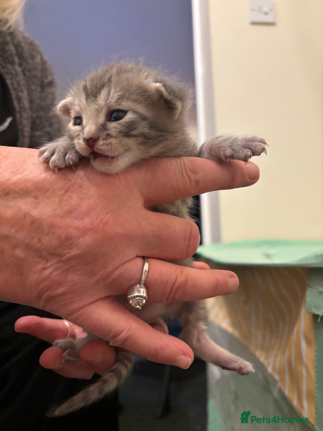 Mixed Breed cats for sale: Devon Rex x Bengal cross kittens  - Advert 9