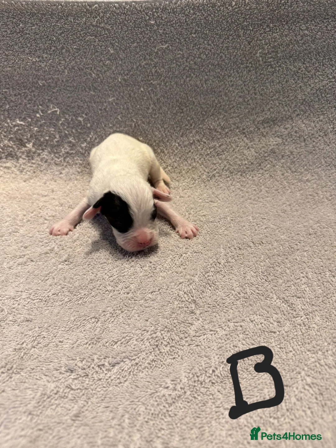 Mixed Breed dogs for sale: Adorable Boxer x Cocker Spaniel puppies 🐶 - Advert 5