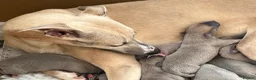 Whippet dogs for sale: KC Registered Whippet Puppies - Advert 6