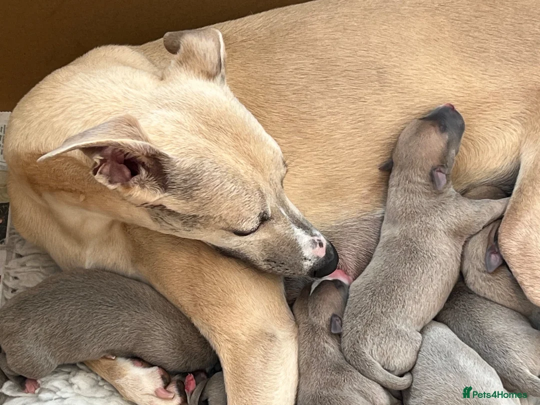 Whippet dogs for sale: KC Registered Whippet Puppies - Advert 6