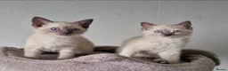 British Shorthair cats for sale: Beautiful colour point B-shorthair ready to lewve - Advert 3