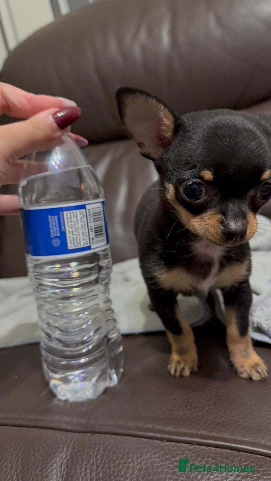 Chihuahua dogs One Male Tiny Tea Cup Chihuahua  - Advert 4