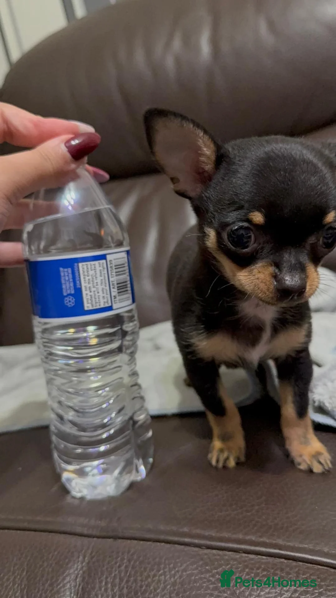 Chihuahua dogs for sale: One Male Tiny Tea Cup Chihuahua  in Manchester - Advert 1