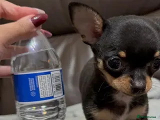 Chihuahua dogs One Male Tiny Tea Cup Chihuahua - Advert 1