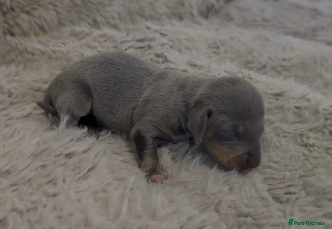 Miniature Dachshund dogs for sale: Beutiful mini dachshund pups  - Advert 11