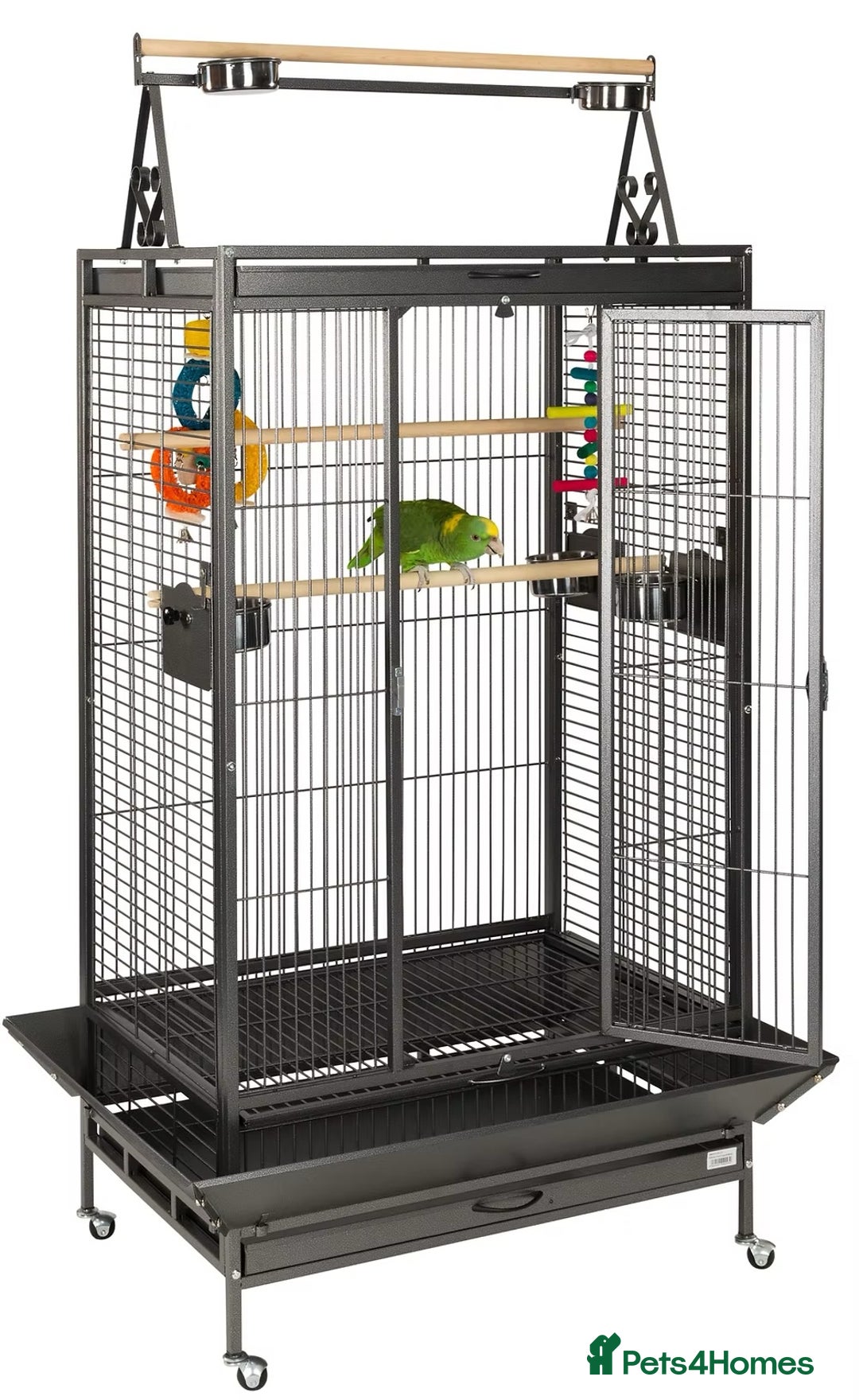 Ringnecks birds for sale: Indian green ringneck parrot - Advert 4