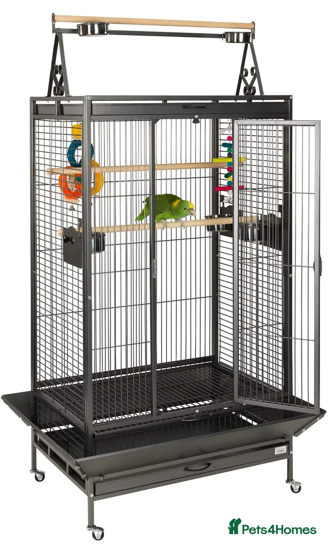 Ringnecks birds for sale: Indian green ringneck parrot - Advert 4