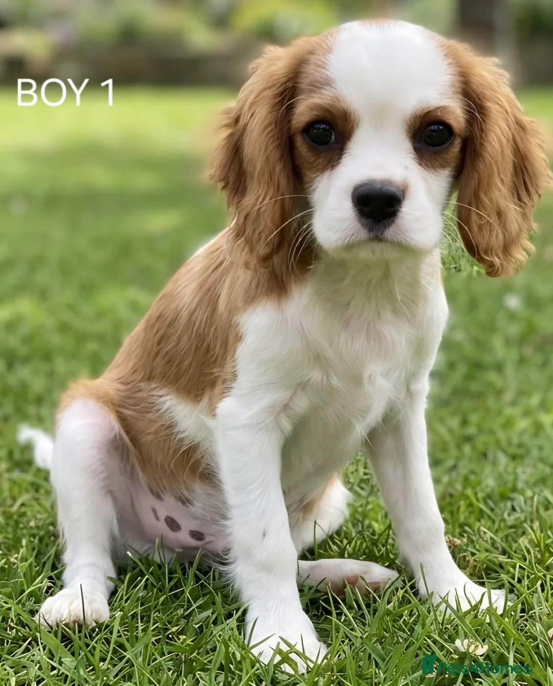 Cavalier King Charles Spaniel dogs for sale: Blenheim Cavalier King Charles Spaniel Puppies - Advert 2