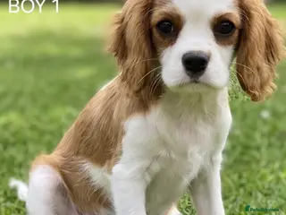 Cavalier King Charles Spaniel dogs Blenheim Cavalier King Charles Spaniel Puppies - Advert 13