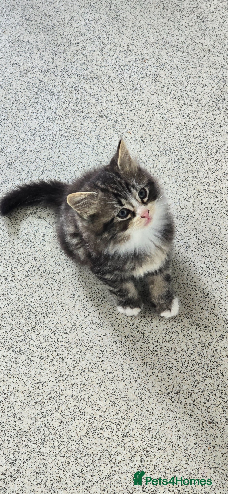 Mixed Breed cats Maine coon/Bengal kittens - Advert 1