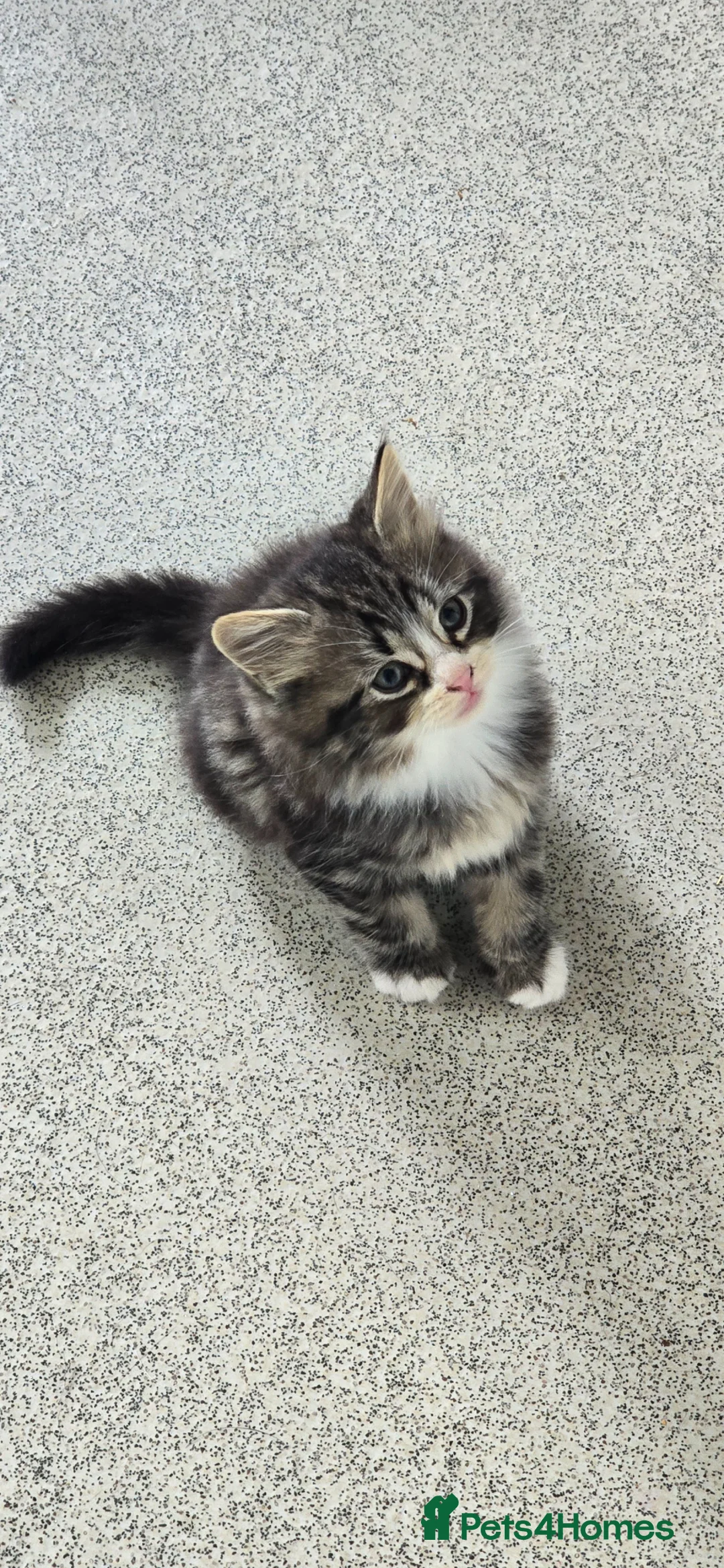 Mixed Breed cats for sale: Maine coon/Bengal kittens - Advert 1