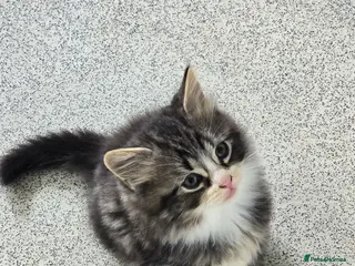 Mixed Breed cats Bengal cross kittens - Advert 1