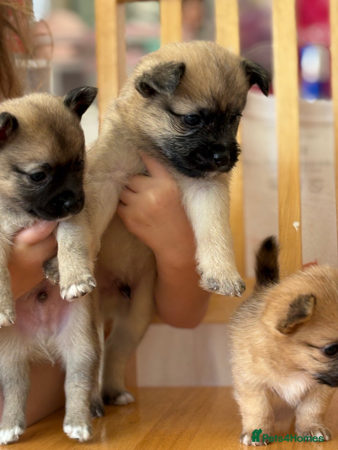 Pomchi dogs for sale: Dollys beautiful puppies - Image 9