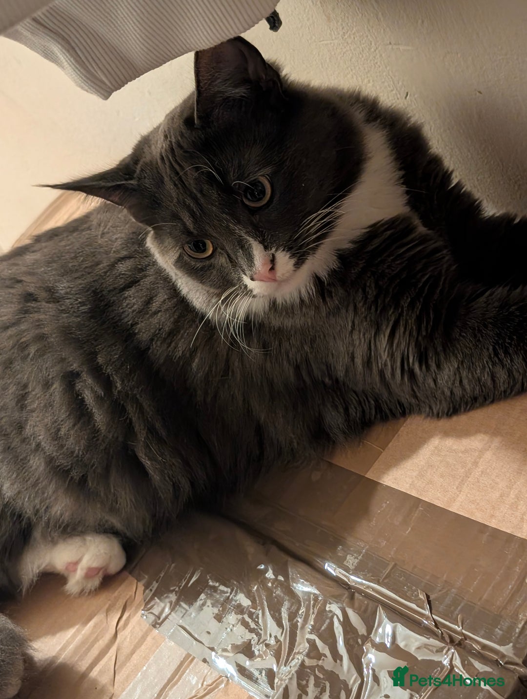 Mixed Breed cats for sale: My boy needs a new home  - Advert 2