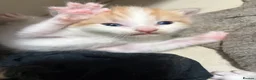 Mixed Breed cats for sale: Beautiful kittens - Advert 7