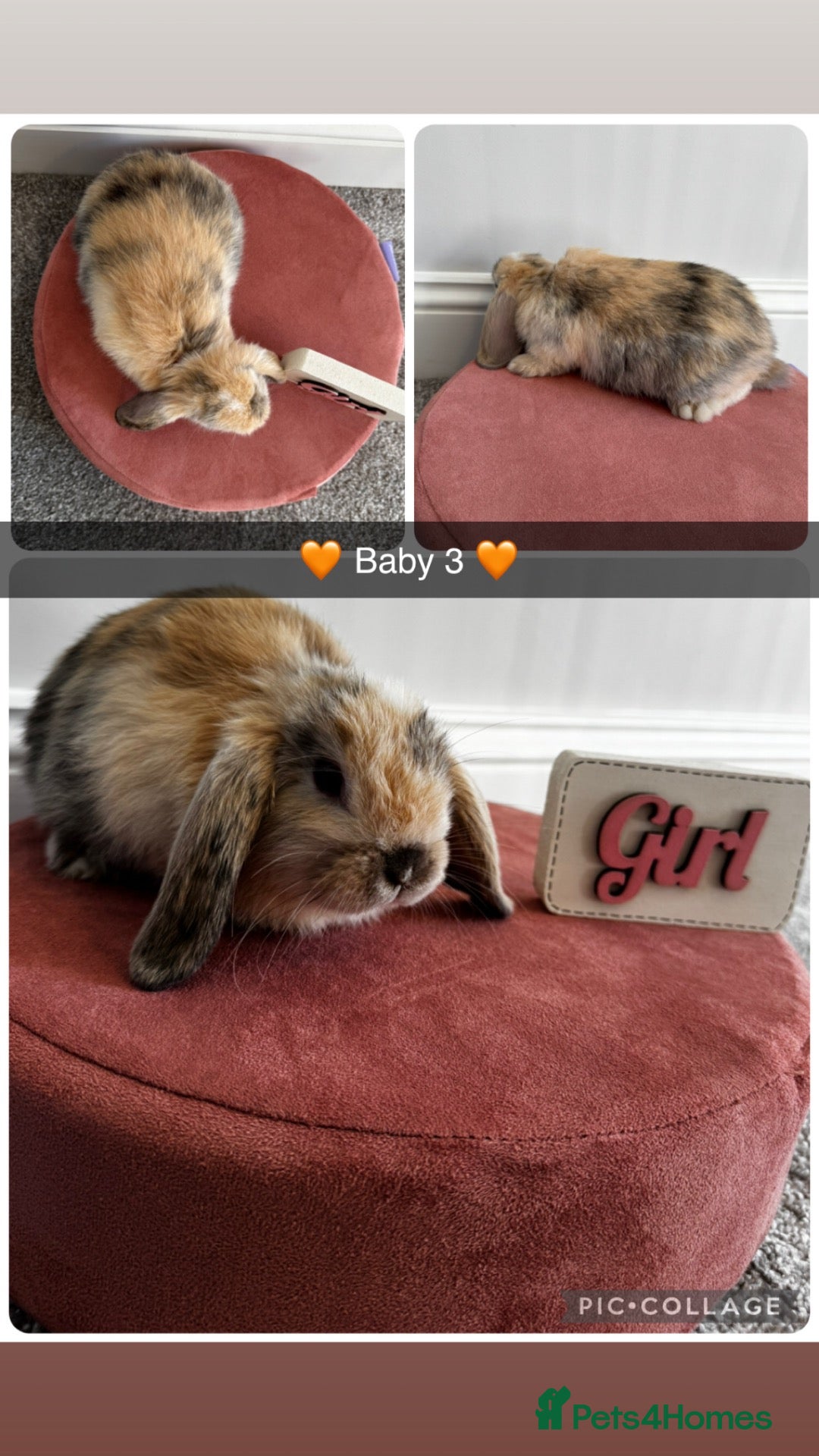 Mini Lop rabbits READY - Sweet Baby Mini Lop Girls - Advert 19