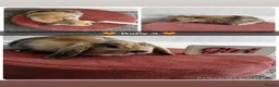 Mini Lop rabbits for sale: Gorgeous Baby Mini Lop Girls - Advert 9