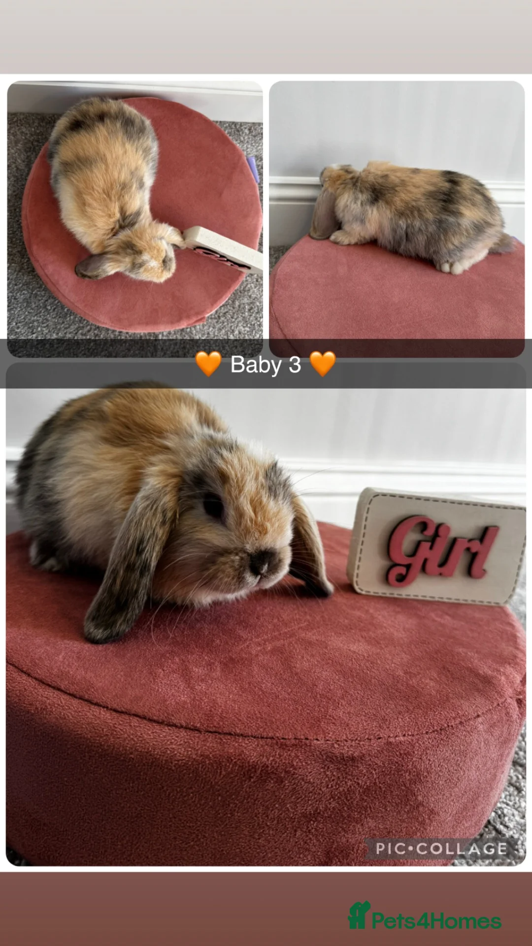 Mini Lop rabbits for sale: Gorgeous Baby Mini Lop Girls - Advert 9