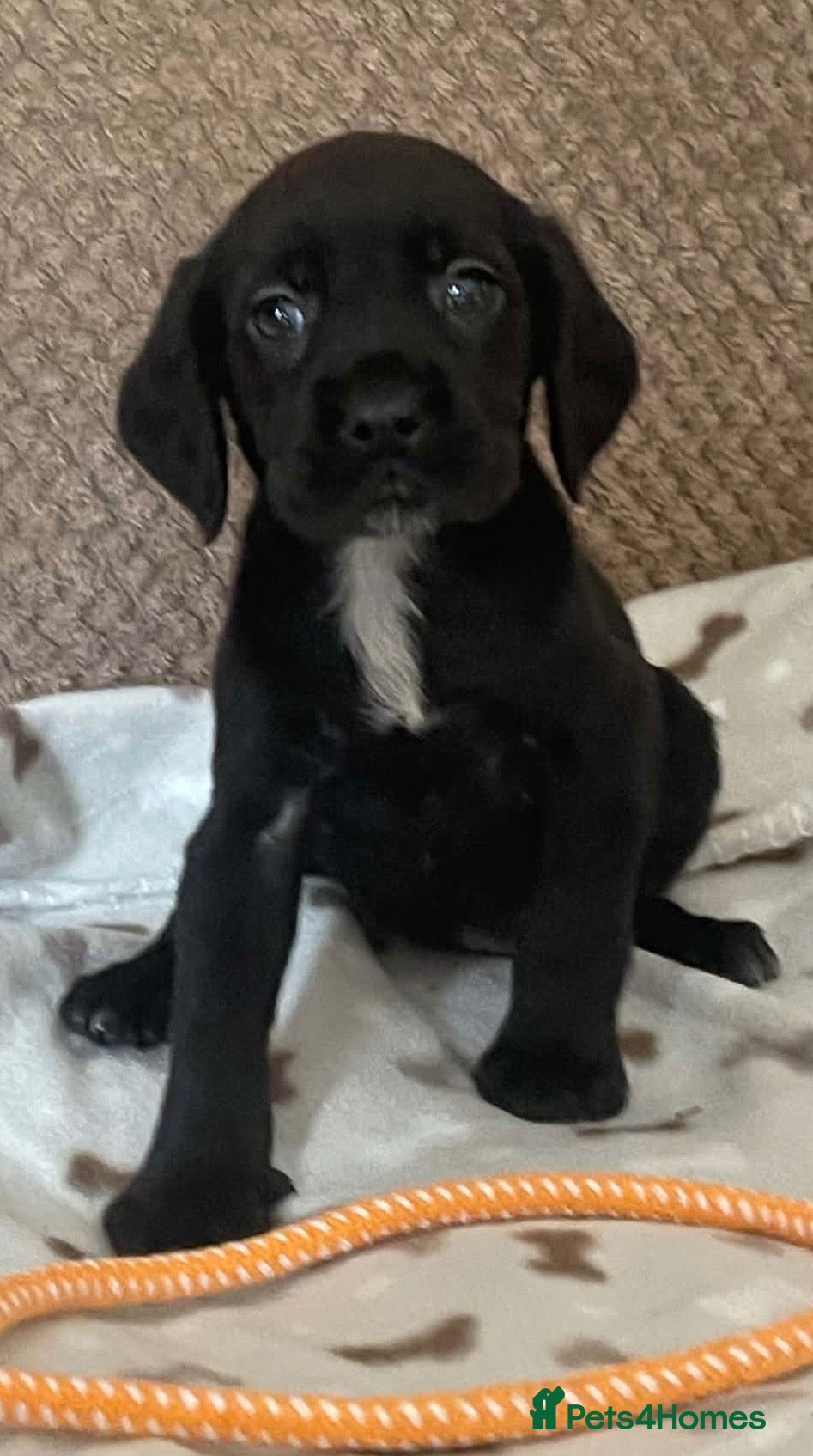 Cockerdor dogs Beautiful cockerdor pups NOW READY - Advert 2