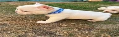 French Bulldog 3