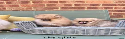 Pomeranian dogs for sale: 🔥Teddy🐻Small🏆Quality  - Advert 5