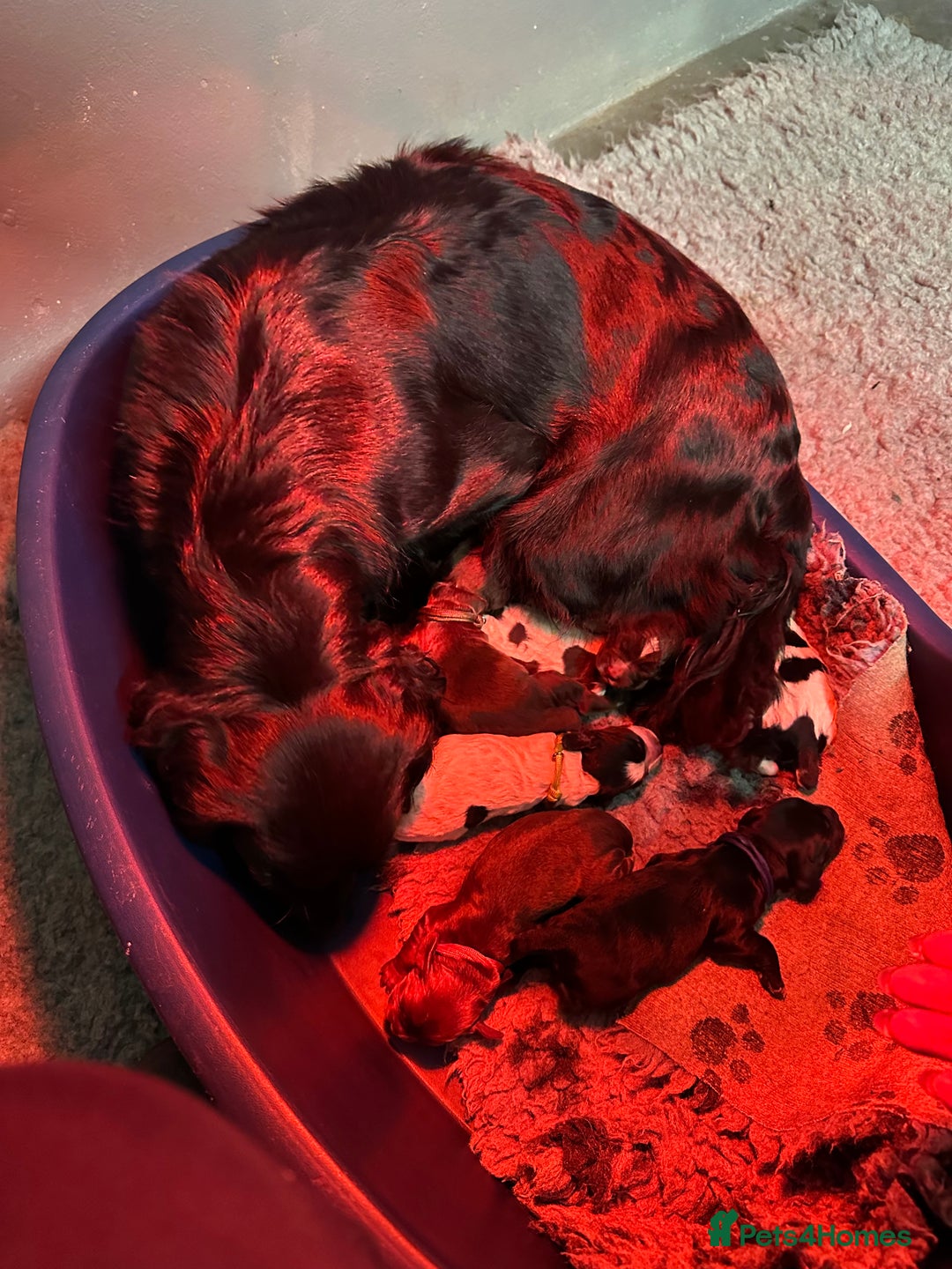 Cocker Spaniel dogs for sale: Cocker Spaniel Pups - Solid & Roan - Farlavale - Advert 36