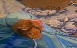 Guinea Pig rodents for sale: guinea pig - Image 7