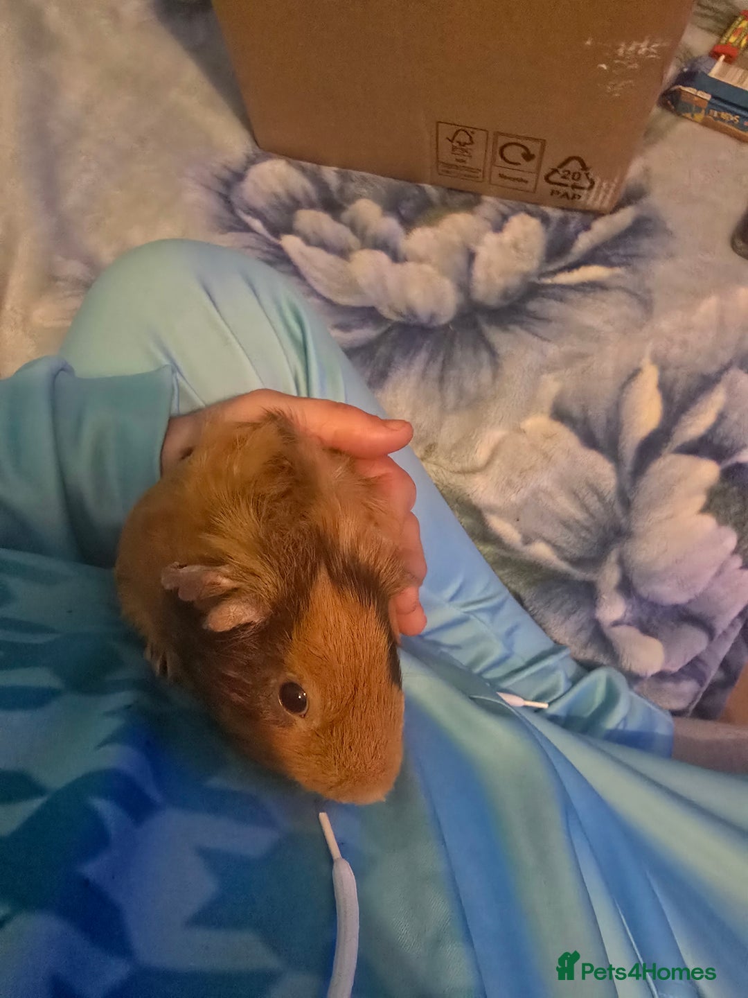 Guinea Pig rodents for sale: guinea pig - Image 7