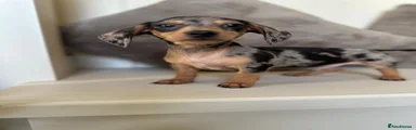 Miniature Dachshund 1