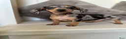 Miniature Dachshund dogs for sale: KC Dapple, Blue & Cream Miniature Dachshunds  in York - Advert 7