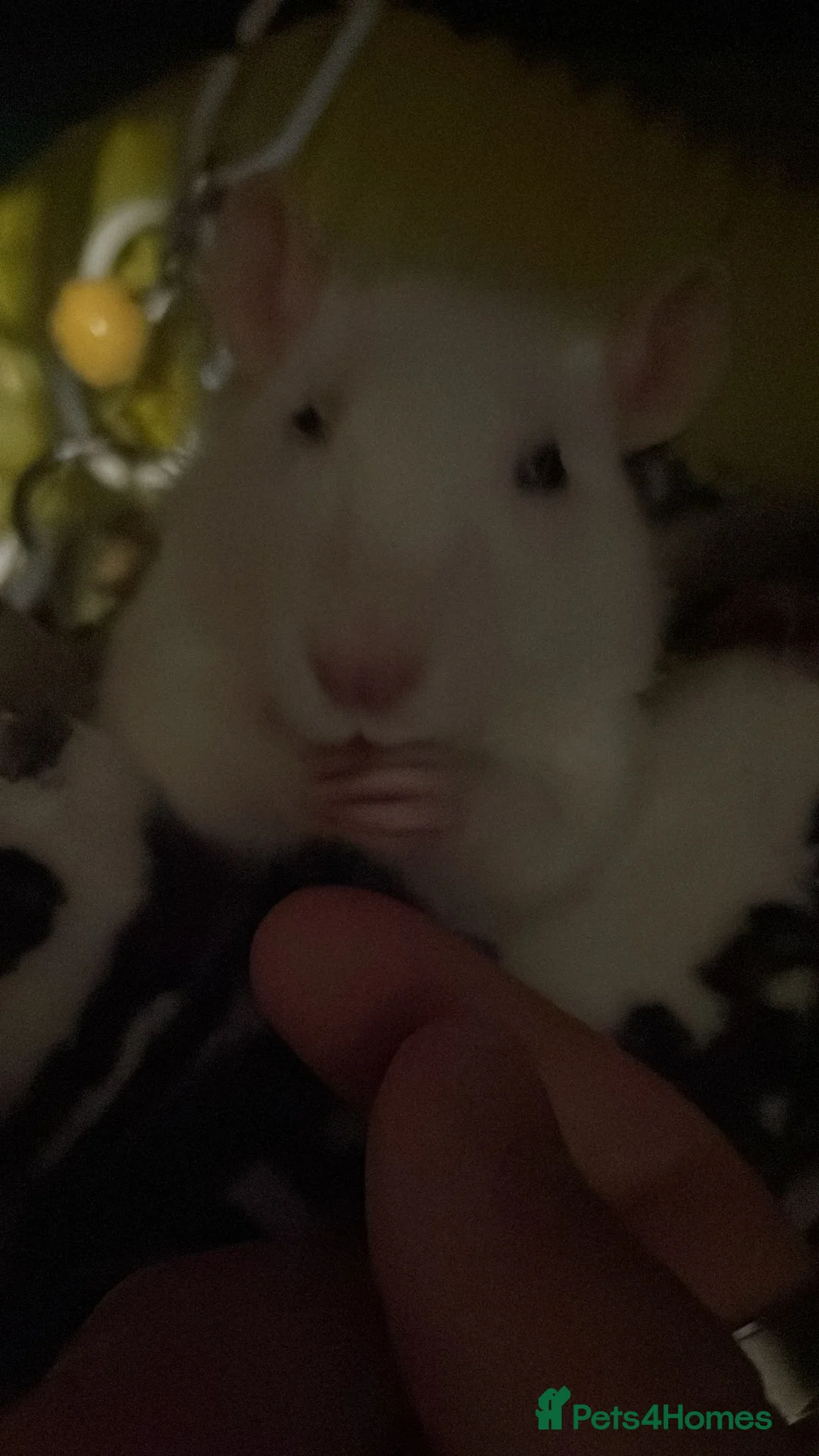 Rat rodents for sale: Rehoming  - Advert 18