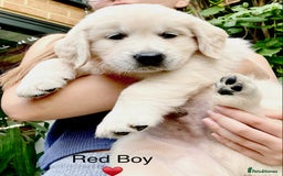 Golden Retriever dogs for sale: Exceptional KC Goldens- MULTI Champions Bloodline - Image 15