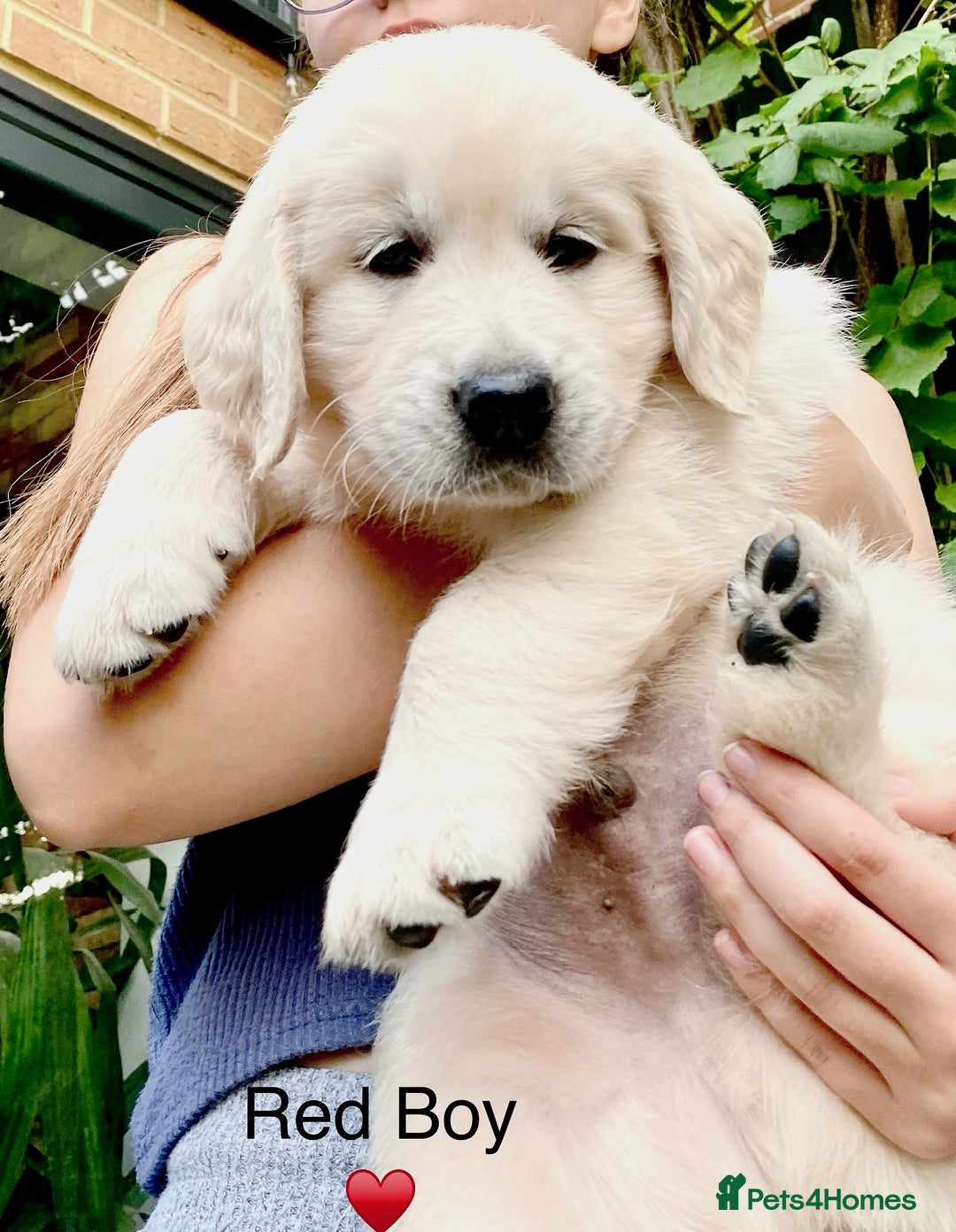 Golden Retriever dogs for sale: Exceptional KC Goldens- MULTI Champions Bloodline - Image 15
