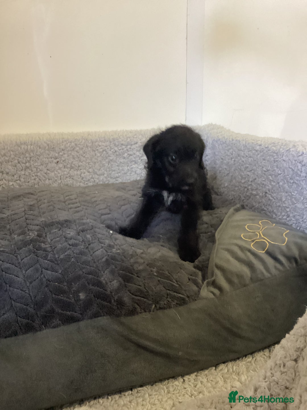 Mixed Breed dogs for sale: Whippet x bedlington - Image 16