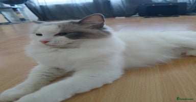 Ragdoll cats - Advert 6