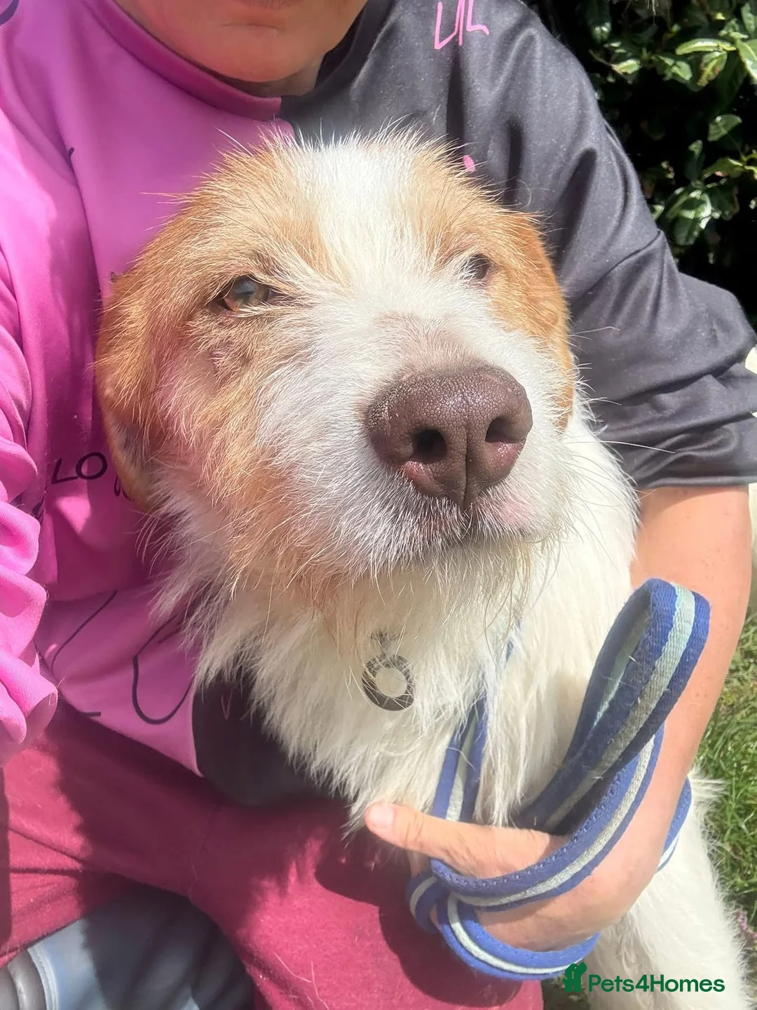 Mixed Breed dogs for adoption: Jester - Norwich Norfolk  - Advert 2