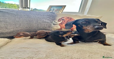 Miniature Dachshund dogs - Advert 11